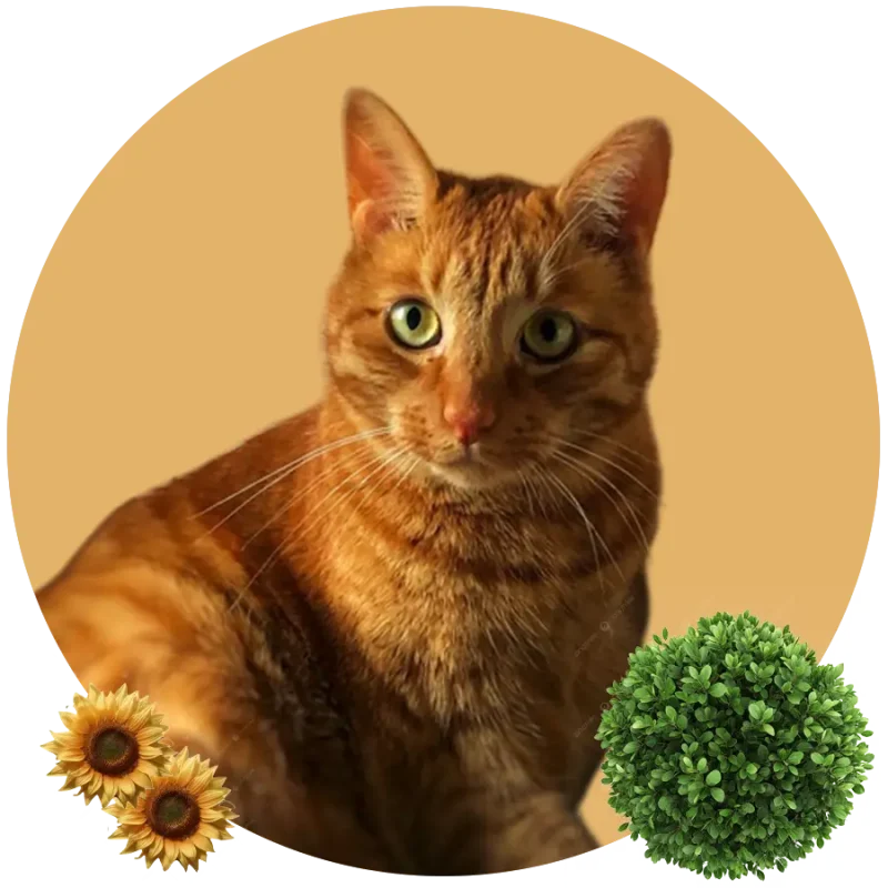 Ruzvelt
